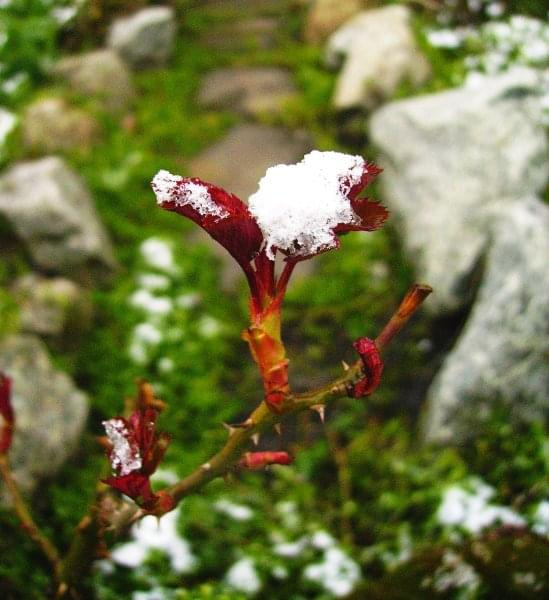 zima przykryła wiosnę ;) #wiosna #śnieg #róża #kwiaty #ogród #natura #przyroda