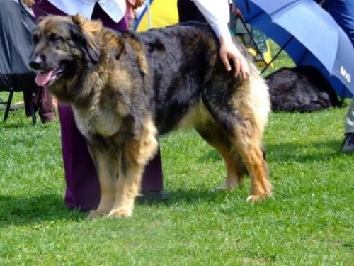 DEMISS Circulus Vitiosus #DEMISSCirculusVitiosus #leonberger