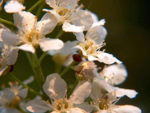 Kwiaty bzu #przyroda #natura #kwiaty #bez #makrofotografia #botanika