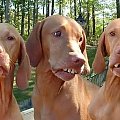 #Psy #śmieszne #zęby