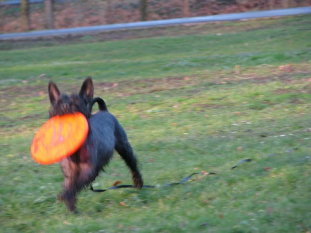 frisbee #pies