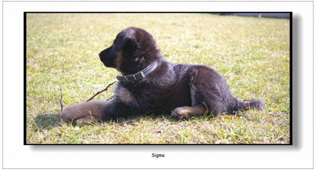 #Zwierzęta #pies #owczarek #przyjaciel #Sigma