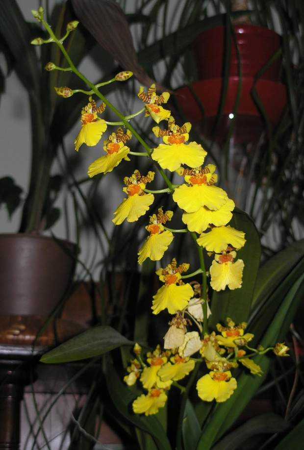 oncidium