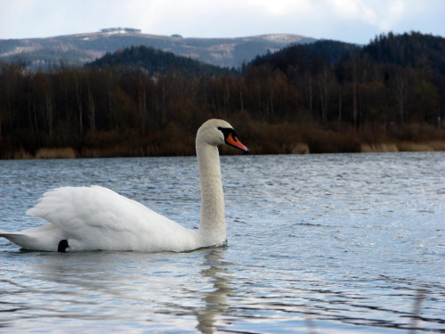 łabędź niemy ptak królewski #przyroda #natura #zwierzęta #ptaki #krajobraz #jezioro #góry #NadWodą #woda #wiosna