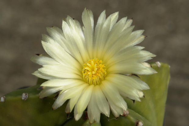 Astrophytum myriostigma v. nudum