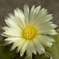 Astrophytum myriostigma v. nudum