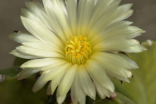 Astrophytum myriostigma v. nudum