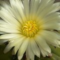 Astrophytum myriostigma v. nudum