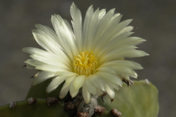 Astrophytum myriostigma v. nudum