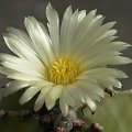 Astrophytum myriostigma v. nudum