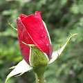 Róże mojego podwórka #kwiat #makro #róża #podwórko