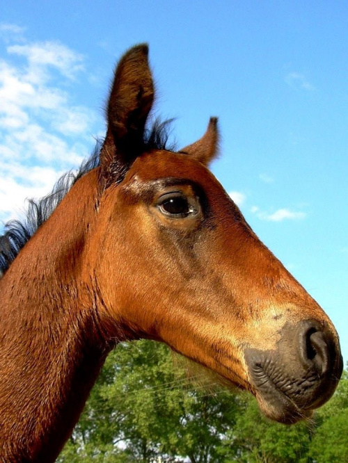 portrecik :) #koń #konie #źrebak #źrebię