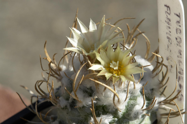 Turbinicarpus flaviflorus