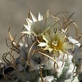 Turbinicarpus flaviflorus