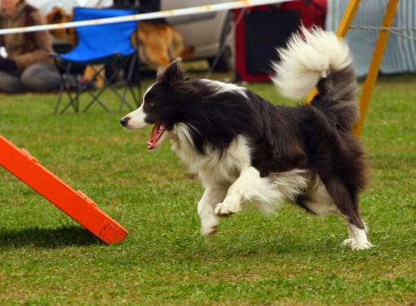 Agility Płock Zawody 5-6.04.2008 Psy