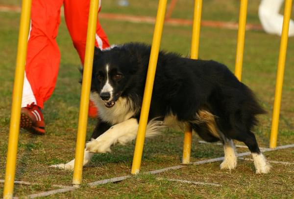 Zawody Agility Płock 5-6.04.2008 Psy