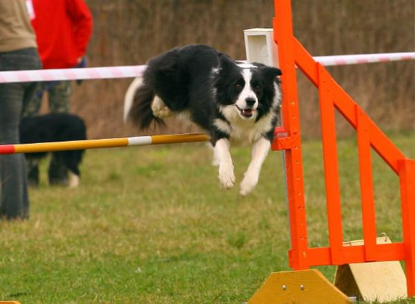 agility płock zawody 5-6.04.2008 psy