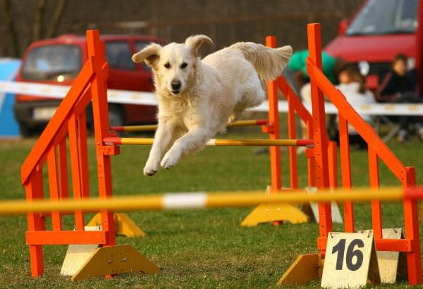 Zawody Agility Płock 5-6.04.2008 Psy