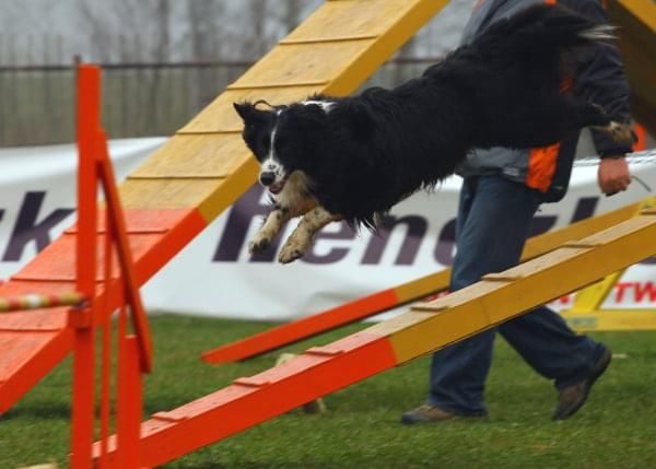 Zawody Agility Płock 5-6.04.2008 Psy