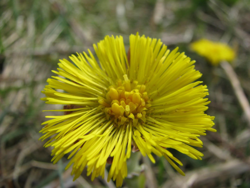 podbiał pospolity (Tussilago farfara) #przyroda #natura #rośliny #botanika #kwiaty #makrofotografia