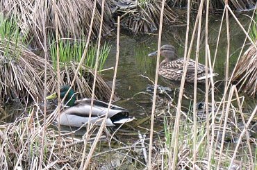 #kaczka #kaczki #kaczor