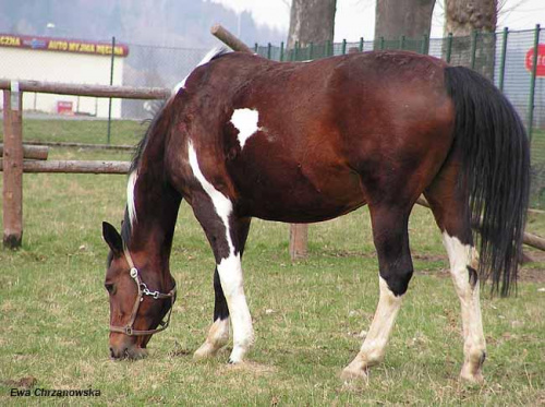 08.04.2008 Łomnica II trening