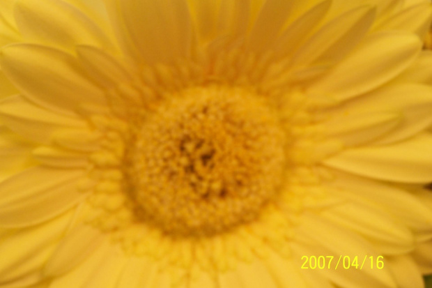 gerber żółty #kwiat