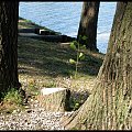 Wycięli, a jednak żyć chce. Widok z nad włoskiego jeziora, Lago di Cavazzo #Cavazzo #jezioro #drzewo
