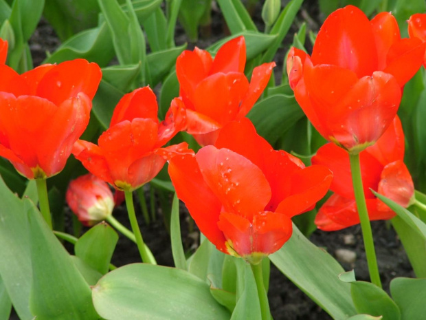 tulipany