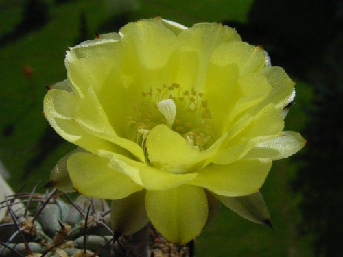 Acanthocalycium glaucum