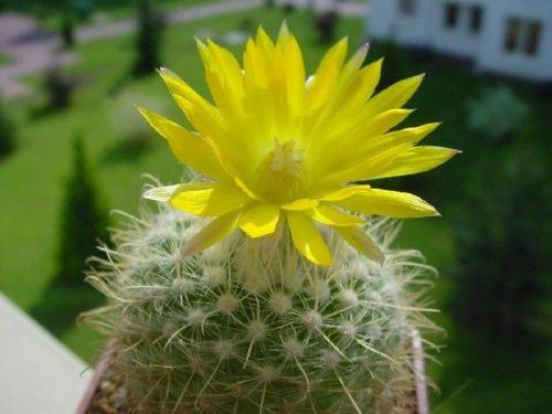 Parodia aureispina