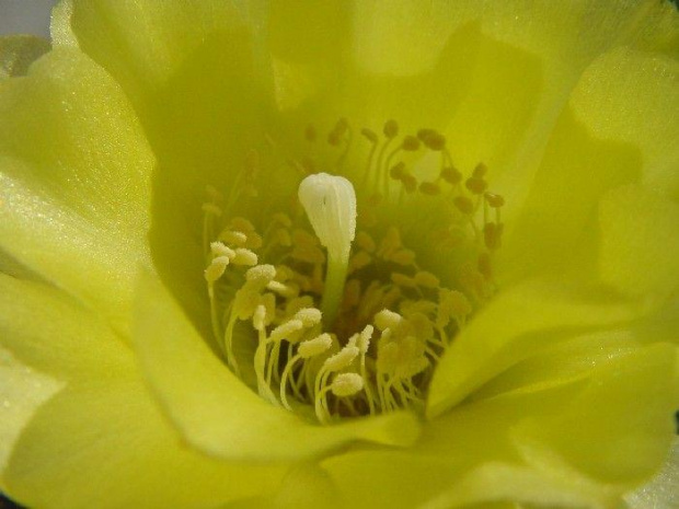 Acanthocalycium glaucum