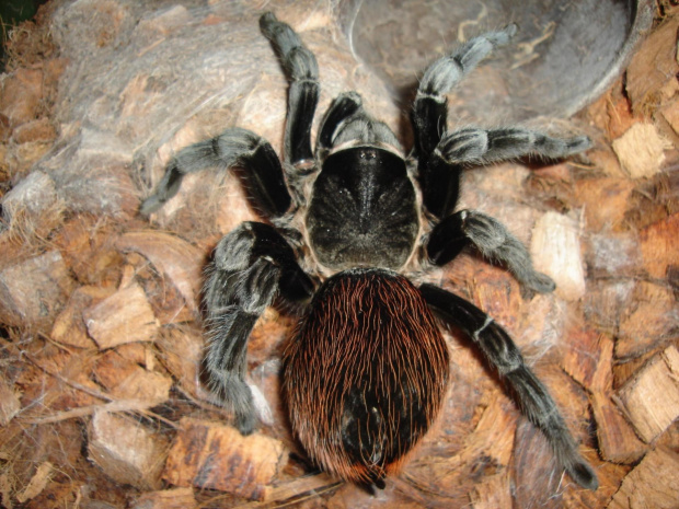 Brachypelma vagans