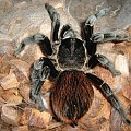 Brachypelma vagans