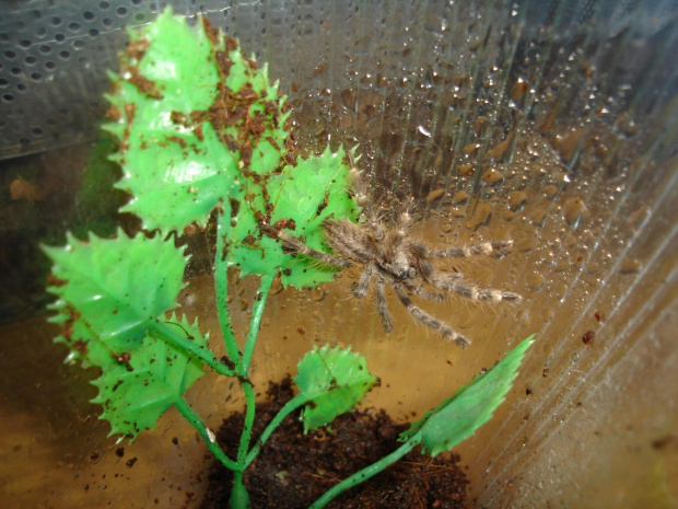 Poecilotheria regalis