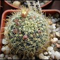 180.Mammillaria crinita ssp.willdi