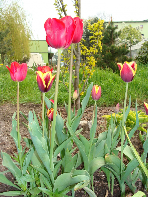 Roślinki prosto z ogródka.Zdjęcie zostało zrobione z lampą błyskową. #KwiatyRoślinyTulipanyOgród