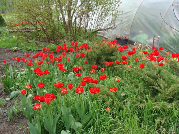 Roślinki prosto z ogródka.Tulipany. #KwiatyRoślinyTulipanyOgród