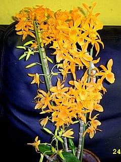 dendrobium :fire bird