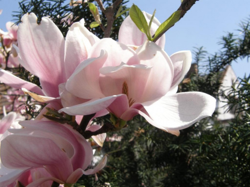 Magnolia