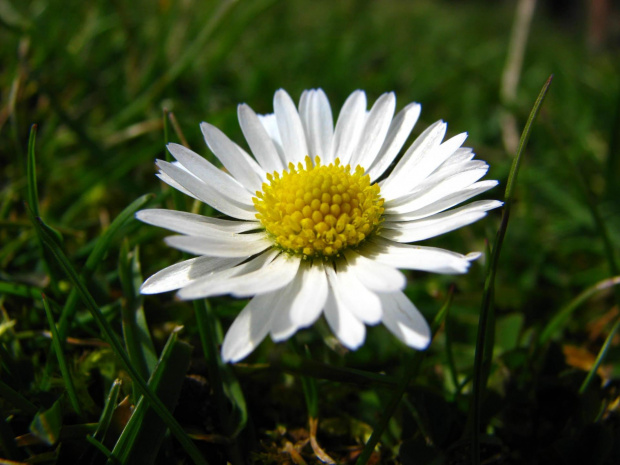 Stokrotka pospolita, stokroć trwała (Bellis perennis)  gatunek rośliny wieloletniej zielnej z rodziny astrowatych #przyroda #natura #rośliny #botanika #kwiaty #makrofotografia #flora