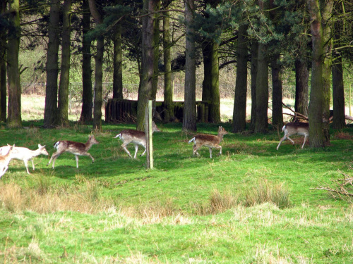 Daniele (Dama dama) - gatunek ssaka z rodziny jeleniowatych #przyroda #natura #krajobraz #drzewa #rośliny #zwierzęta #park #niebo