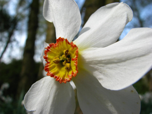 Narcyz żonkil, żonkil (Narcissus jonquilla ) #przyroda #natura #rośliny #botanika #kwiaty #makrofotografia #flora