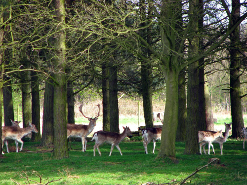 Daniele (Dama dama) - gatunek ssaka z rodziny jeleniowatych #przyroda #natura #krajobraz #drzewa #rośliny #zwierzęta #park #niebo