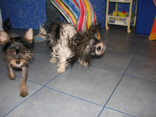 po kąpieli #ShihTzu #ChińskiGrzywacz #psy #zwierzęta