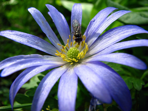 Aster #przyroda #natura #rośliny #botanika #kwiaty #makrofotografia #flora