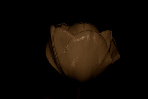 Kwiaty mojego ogrodu. #tulipan #kwiaty #makrografia