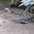 #Krokodyle #zoo #Wrocław