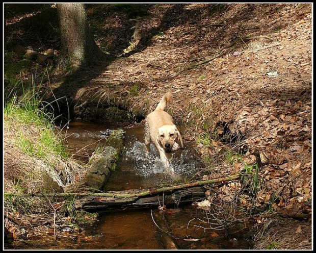 #labrador #pies