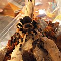 Ptasznik - smithi